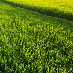 Green rice field, close-up.