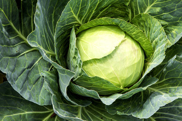 Fototapeta premium Cabbage detail