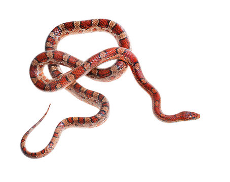 Colourful red exotic grass snake isolated over white