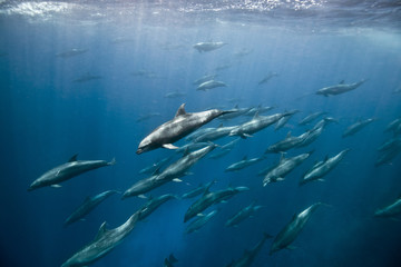 Massive aggregation of bottlenose dolphins (tursiops sp) underwater