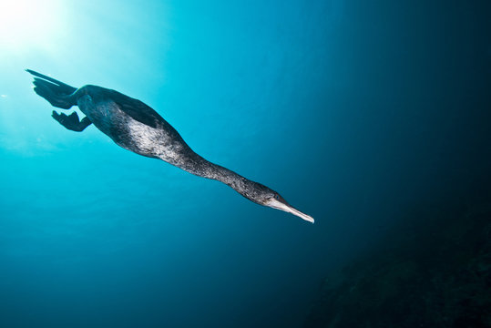 Flightless cormorant (Phalacrocorax harrisi), despite being clumsy on land, displays fantastic abilities underwater, Galapagos, Ecuador