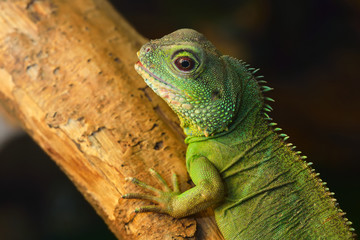 Asian water dragon (Physignathus cocincinus) in natural environment. Colourful tropical green...