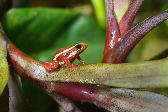 Small striped red frog Epipedobates tricolor sitting on colourful exotic plants in natural rainforest environment. Colourful tropical frog.
