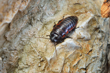 Black giant madagascar hissing cockroach in natural environment. Princisia vanwaerebeki.