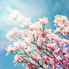 Obrazy na Szkle  Kwiat magnolii z rozbłyskiem słonecznym. Wiosna. Kwadrat. Stonowany obraz