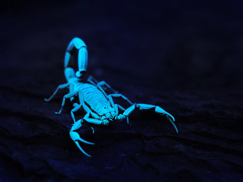 Bright blue scorpion Centruroides gracilis glowing under UV ligh