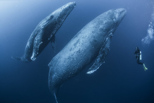 Scuba diver approaches adult female humpback whale (Megaptera novaeangliae) and younger male escort, Roca  Partida, Revillagigedo, Mexico