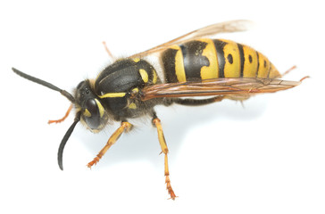Common wasp, Vespa vulgaris isolated on white background