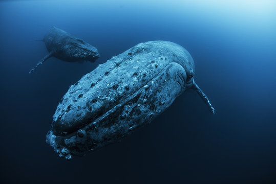 Female Humpback whale (Megaptera novaeangliae) and younger male escort swimming in the deep, Roca  Partida, Revillagigedo, Mexico