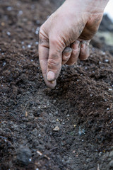 Woman's hand planting a seed