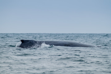 Fototapeta premium Humpback whale in Machalilla National Park, Ecuador