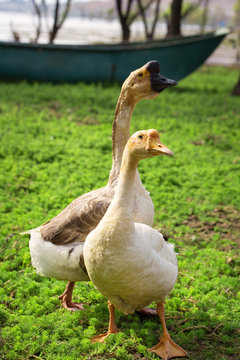 Two geese walking on grass