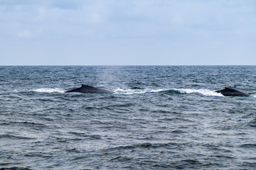 Fototapeta premium Humpback whales (Megaptera novaeangliae) in Machalilla National Park, Ecuador