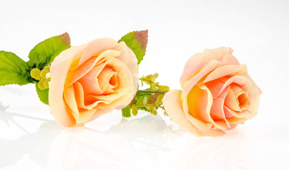  roses on a white background