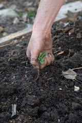 Woman pulling a weed in her garden
