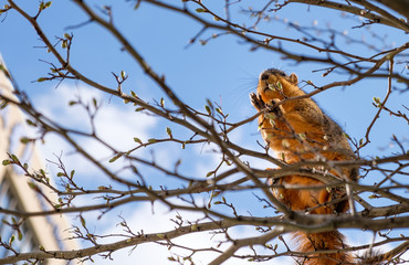 Fox squirrel eating leaf buds perched in a tree
