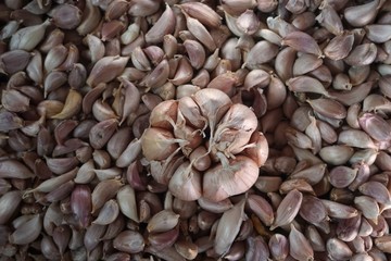 group of garlic