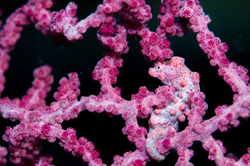 pygmy seahorse