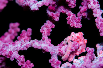 pygmy seahorse © divedog
