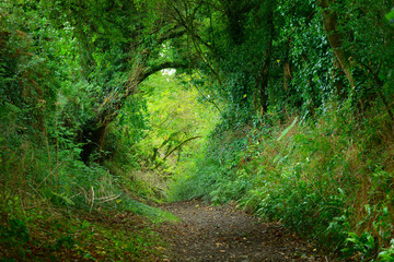Footpath in a green oak tree tunnel in Brittany, France