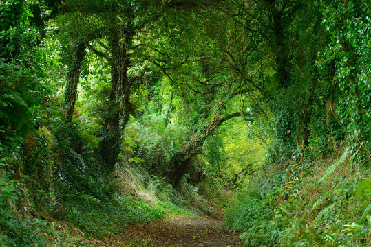 Fototapeta Footpath in a green oak tree tunnel in Brittany, France