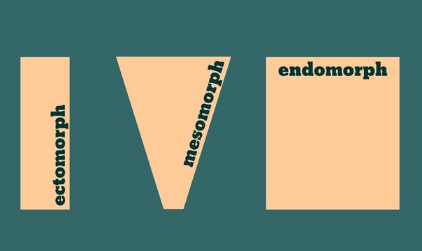 Body types: Ectomorph, Mesomorph and Endomorph. Vector illustration.