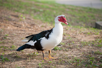Muscovy Duck 