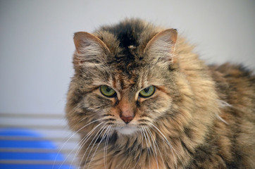 Close up portrait of a middle aged long haired female cat.