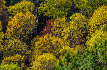 Colorful trees