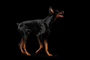 Playful Doberman Pinscher Dog Standing and Looking up on isolated Black background, Side view