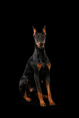 Doberman Pinscher Dog Sitting and Looking in Camera on isolated Black background, Front view