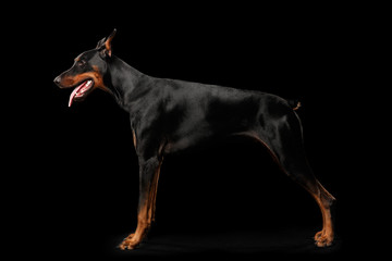 Doberman Pinscher Dog Standing and Looking in front of him on isolated Black background, Side view