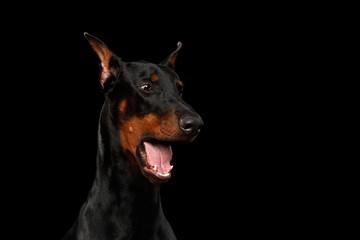 Fototapeta na wymiar Closeup portrait of Funny Doberman Pinscher Dog Surprised Opened mouth on isolated Black background