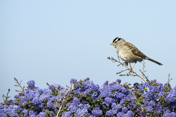 Sparrow at the top of flower bushes perched on branch