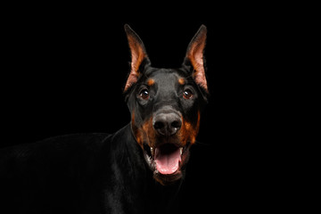 Fototapeta na wymiar Closeup portrait of Doberman Pinscher Dog Looking in Camera on isolated Black background