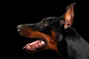 Fototapeta na wymiar Closeup Doberman Pinscher Dog in Profile view on isolated Black background