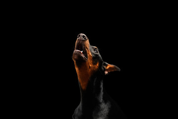 Closeup portrait of howling Doberman Pinscher Dog on isolated Black background