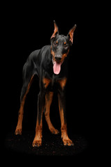 Fototapeta na wymiar Doberman Pinscher Dog Standing and Looking in Camera on isolated Black background, Front view