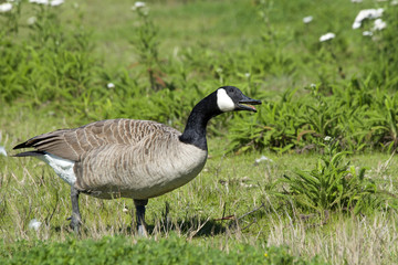 Canada goose defending territory