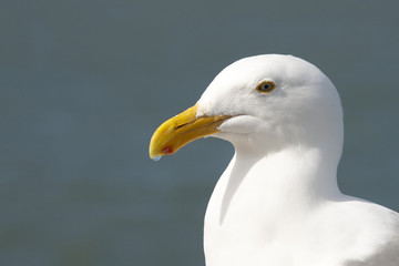 Portrait of a California Sea Gull