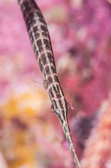 trumpetfish