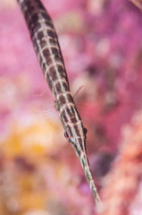 trumpetfish
