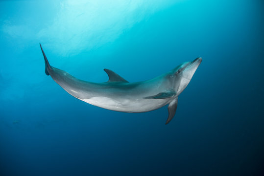 Wild dolphin swimming, San Benedicto, Revillagigedo, Mexico