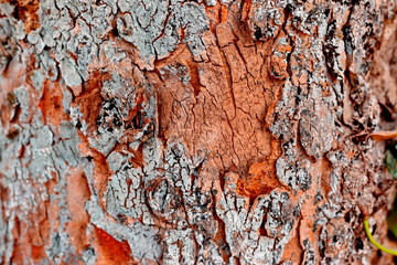 Bark Tree Texture