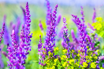 Meadow with wild purple and violet flowers - salvia nemorosa 