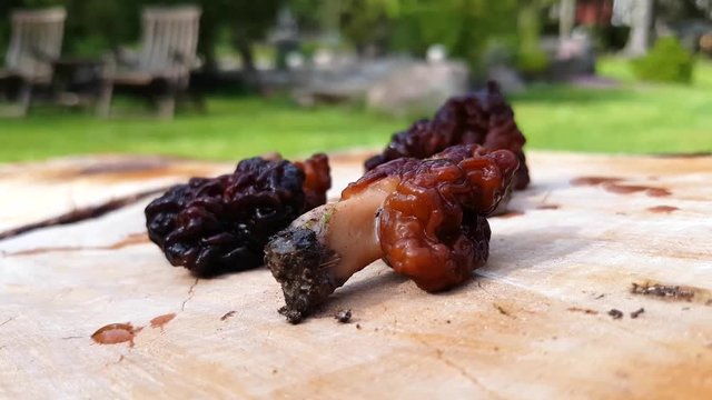Zoom out on false morels or brain mushroom, Gyromitra esculenta, on wooden ground