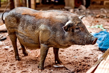 Black pregnant pig on free range farm. Pregnant Pot-bellied pig, animal living farm