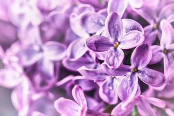 Lilac. Purple Lilac. bouquet of purple lilacs. bouquet of purple lilac and antique scissors. Toned Photo