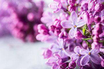 Lilac. Purple Lilac. bouquet of purple lilacs. bouquet of purple lilac and antique scissors. Toned Photo
