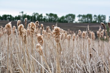 Springtime Bulrushes in Bowden, Alberta, Canada